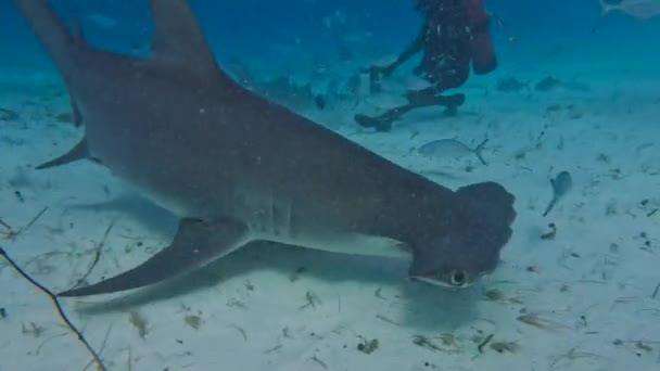 4K个潜水者与巴哈马比米尼的大锤头鲨 Sphyrna Mokarran 互动的视频 — 图库视频影像