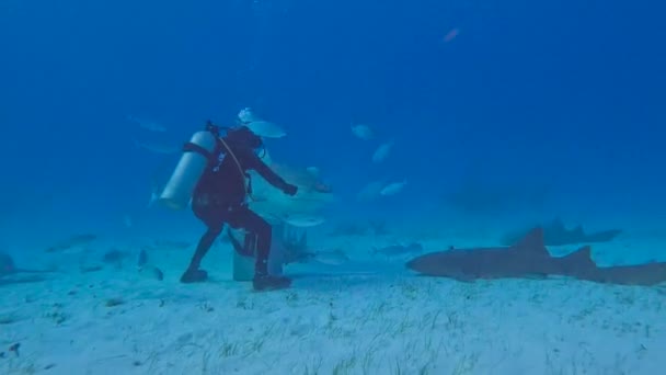 Video Divers Interacting Tiger Shark Galeocerdo Cuvier Bimini Bahamas — Vídeo de Stock