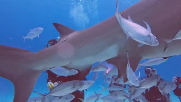 Video Divers Interacting Great Hammerheads Sphyrna Mokarran Bimini Bahamas — Stock Video