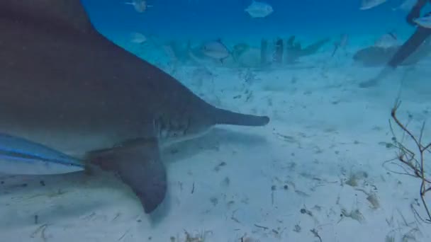Video Divers Interacting Great Hammerheads Sphyrna Mokarran Bimini Bahamas — Stok video