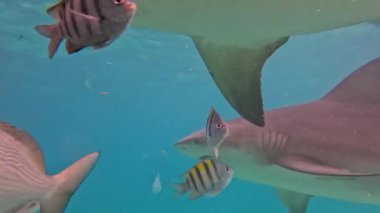 Bimini, Bahamalar 'da Boğa Köpekbalıkları (Carcharhinus leucas) 4k video