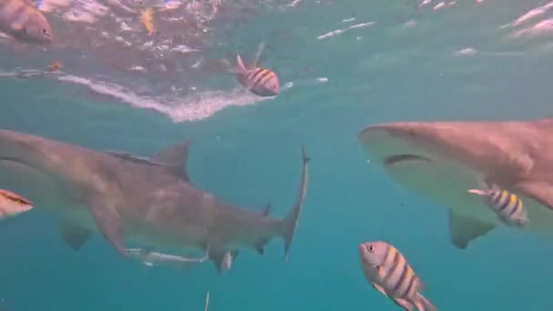 Video Tiburones Toro Carcharhinus Leucas Bimini Bahamas — Vídeo de stock
