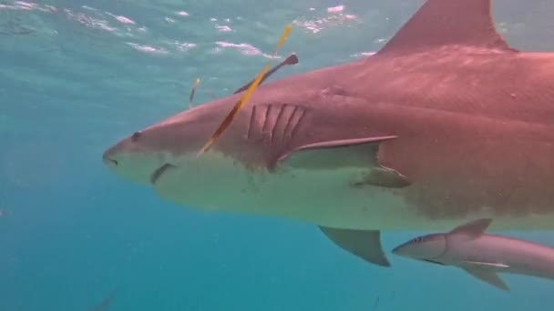 Βίντεο Του Bull Sharks Carcharhinus Leucas Στο Bimini Μπαχάμες — Αρχείο Βίντεο