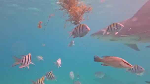 Βίντεο Του Bull Sharks Carcharhinus Leucas Στο Bimini Μπαχάμες — Αρχείο Βίντεο