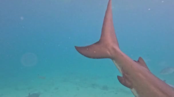 Wideo Rekinami Byków Carcharhinus Leucas Bimini Bahamach — Wideo stockowe