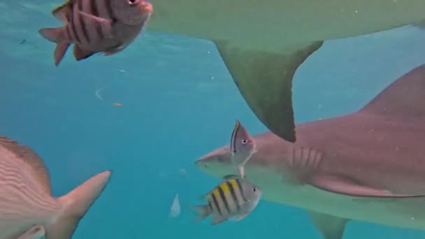 巴哈马比米尼的牛鲨 Carcharhinus Leucas 4K视频 — 图库视频影像