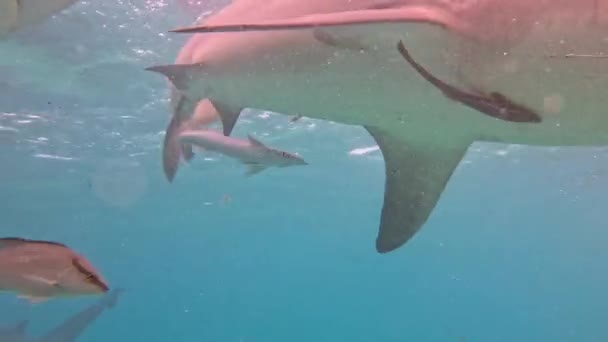 Video Bull Sharks Carcharhinus Leucas Bimini Bahamas — Wideo stockowe