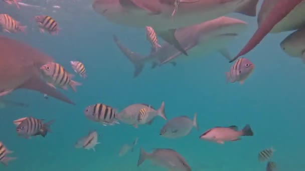 Video Tiburones Toro Carcharhinus Leucas Bimini Bahamas — Vídeos de Stock