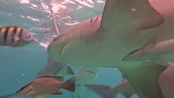 Video Van Bull Sharks Carcharhinus Leucas Bimini Bahama — Stockvideo