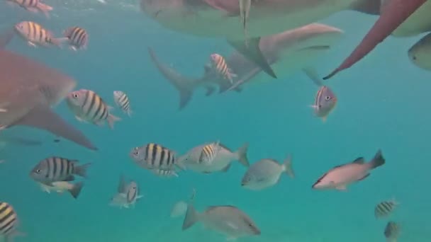 Vídeo Bull Sharks Carcharhinus Leucas Bimini Bahamas — Vídeo de Stock