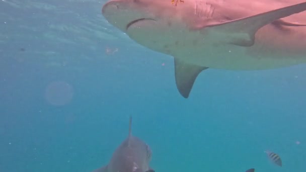 Video Squali Toro Carcharhinus Leucas Bimini Bahamas — Video Stock