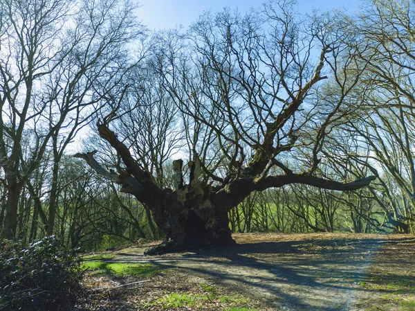 Old Knobbly 800 Year Old Ancient Oak Tree Village Mistley — Stock Photo, Image