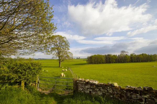 Jordbruksmark Ett Landsbygdsområde Cumbria Storbritannien — Stockfoto