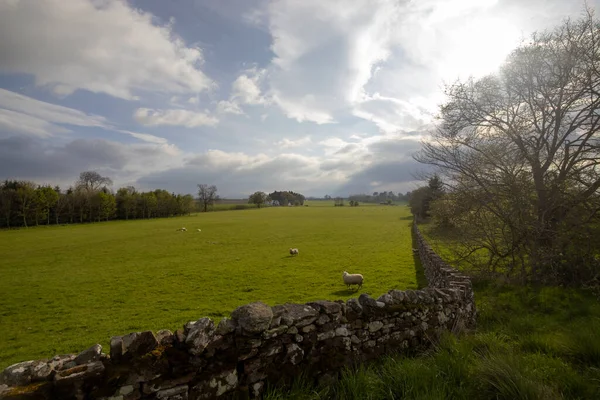 Jordbruksmark Ett Landsbygdsområde Cumbria Storbritannien — Stockfoto