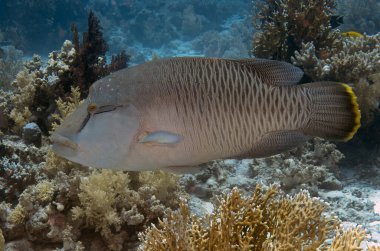 Kızıl Deniz 'de bir Napolyon Wrasse (Cheilinus undulatus)