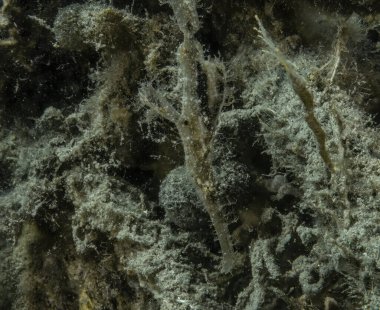 Kızıl Deniz 'de bir Roughsnout Hayalet Boru Balığı (Solenostomus paegnius), Mısır