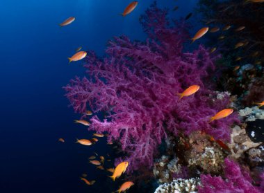 Kızıl Deniz, Mısır 'da Altın Anthias (Pseudanthias squamipinnis)