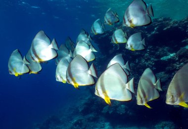 Kızıl Deniz 'de Dairesel Yarasa Balığı (Platax orbicularis)