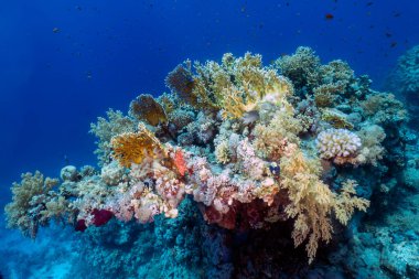 Kızıl Deniz 'deki mercan resifleri, Mısır