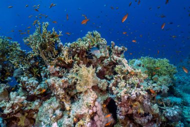 Kızıl Deniz 'deki mercan resifleri, Mısır