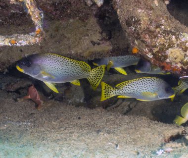 Kızıl Deniz, Mısır 'da Siyah Benekli Tatlı Dudaklar (Plectorhinchus gaterinus)