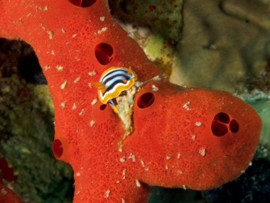 Kızıl Deniz 'de bir pijama çıplaklığı (Kromodoris Dörtgeni)