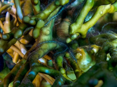 Kızıl Deniz 'de Kırılgan Yıldızlar (Ophiuroidea), Mısır