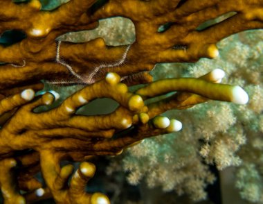 Kızıl Deniz 'de Kırılgan Yıldızlar (Ophiuroidea), Mısır