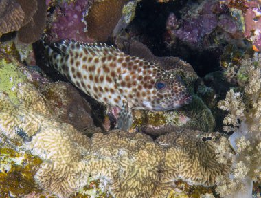 Kızıl Deniz, Mısır 'da Yağlı Orfoz (Epinephelus tauvina)
