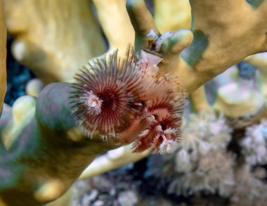 Kızıl Deniz 'de bir Noel Ağacı Solucanı (Spirobranchus giganteus)