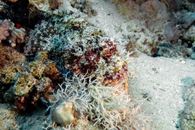 Kızıl Deniz 'de Sakallı Akrep Balığı (Scorpaenopsis barbata)