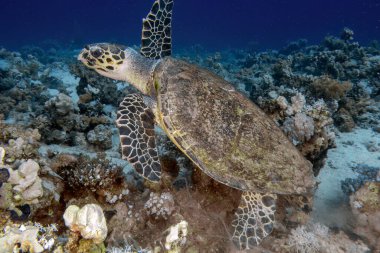 Kızıl Deniz 'de bir Şahin gagalı Deniz Kaplumbağası (Eretmochelys imbricata)