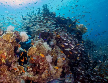 Cüce avcıları namı diğer Glassfish (parapriacanthus ransonneti) Kızıl Deniz, Mısır 'da