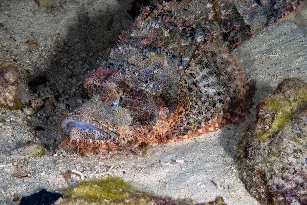 Flathead Scorpionfish Scorpaenopsis Oxycephalus Vörös Tenger Egyiptom — Stock Fotó