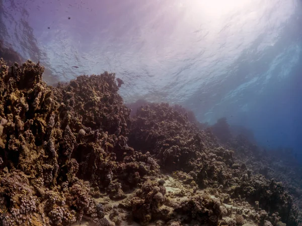Korallrev Röda Havet Egypten — Stockfoto