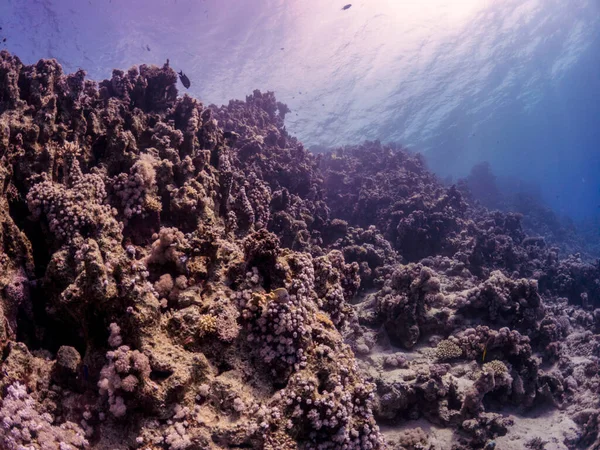 Arrecifes Coral Mar Rojo Egipto — Foto de Stock