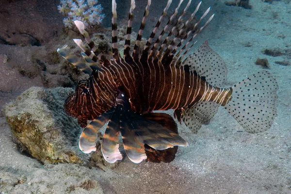 Lionfish Pterois Volitans Commun Dans Mer Rouge — Photo