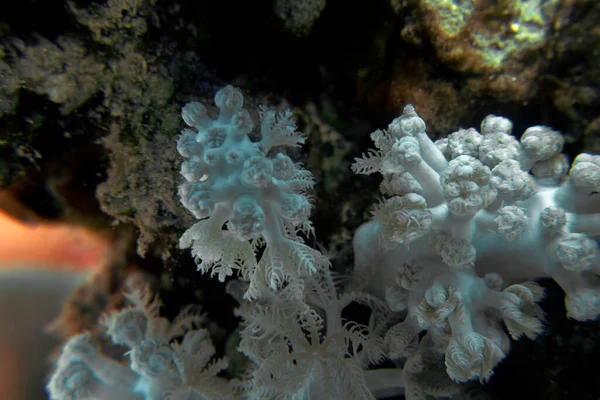 Närbild Visar Intrikata Detaljer Korall Röda Havet Egypten — Stockfoto