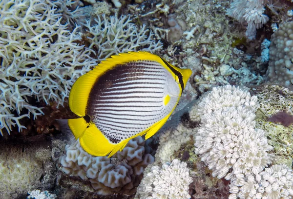 Pesce Farfalla Dal Dorso Nero Chaetodon Melannotus Nel Mar Rosso — Foto Stock