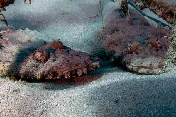 Crocodilefish Papilloculiceps Longiceps Mar Vermelho Egito — Fotografia de Stock