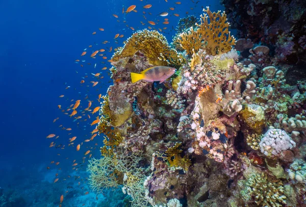 埃及红海的珊瑚礁 — 图库照片