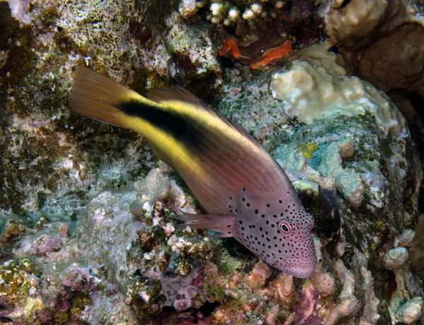 Kızıl Deniz Mısır Çilli Şahin Balığı Paracirrhites Forster — Stok fotoğraf