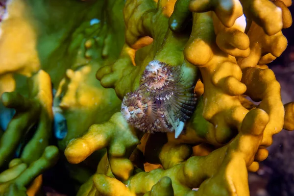 Julgransmask Spirobranchus Giganteus Röda Havet — Stockfoto