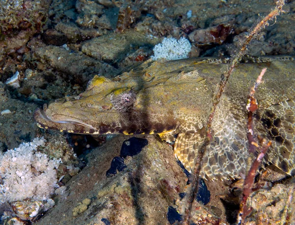 Крокодиловая Рыба Papilloculiceps Longiceps Красном Море Египет — стоковое фото