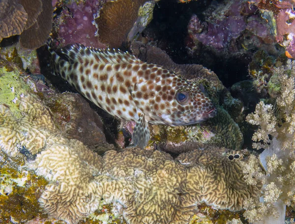 Kızıl Deniz Mısır Yağlı Orfoz Epinephelus Tauvina — Stok fotoğraf