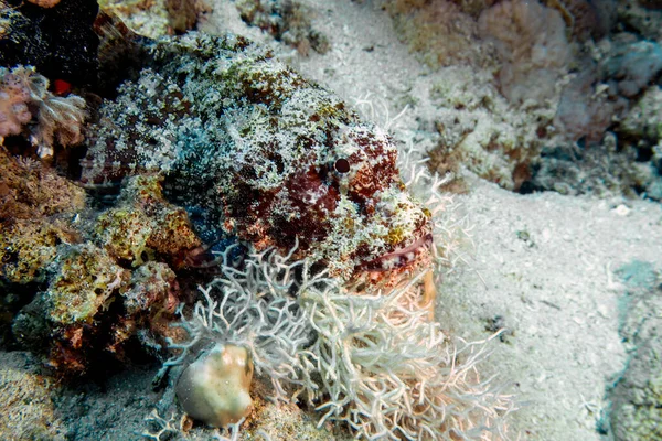 Een Baardschorpioenvis Scorpaenopsis Barbata Rode Zee Egypte — Stockfoto