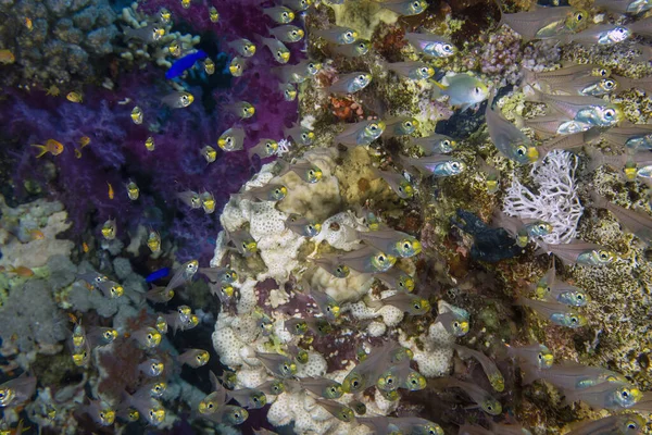 埃及红海的俾格米食人鱼 Parapriacanthus Ransonneti — 图库照片