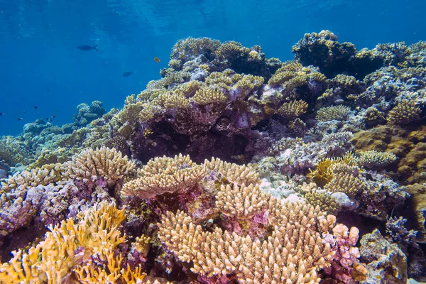 Коралові Рифи Червоному Морі Єгипет Ліцензійні Стокові Фото