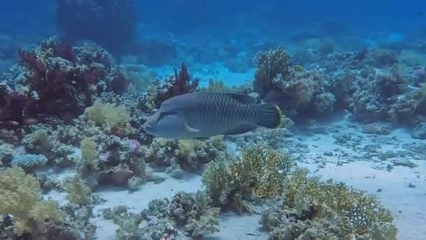 Metraje Napoleón Wrasse Cheilinus Undulatus Mar Rojo Egipto — Vídeos de Stock