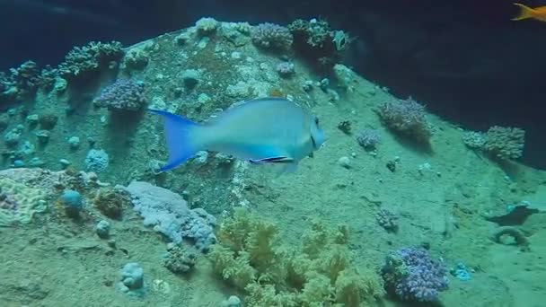 エジプト紅海のきれいなラスに出席されているLongnose Parrotfish Hipposcarus Hadrid の4Kビデオ — ストック動画